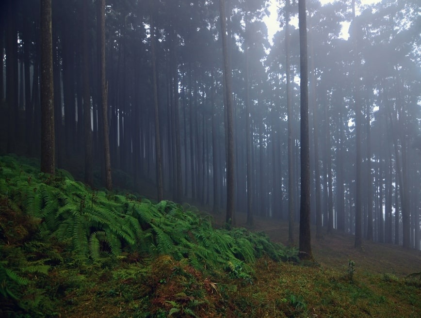 Pine forest Lepchajagat