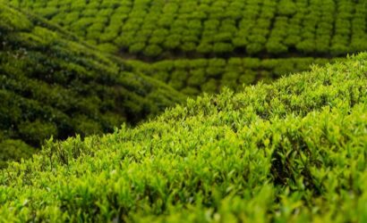 Bijanbari Tea Garden