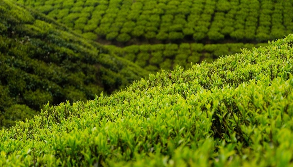 Bijanbari Tea Garden