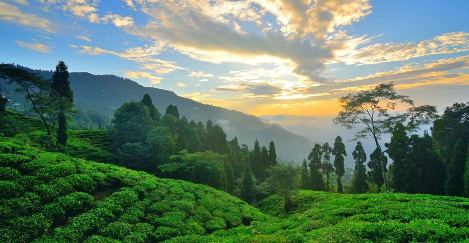 Takdah Tea Garden